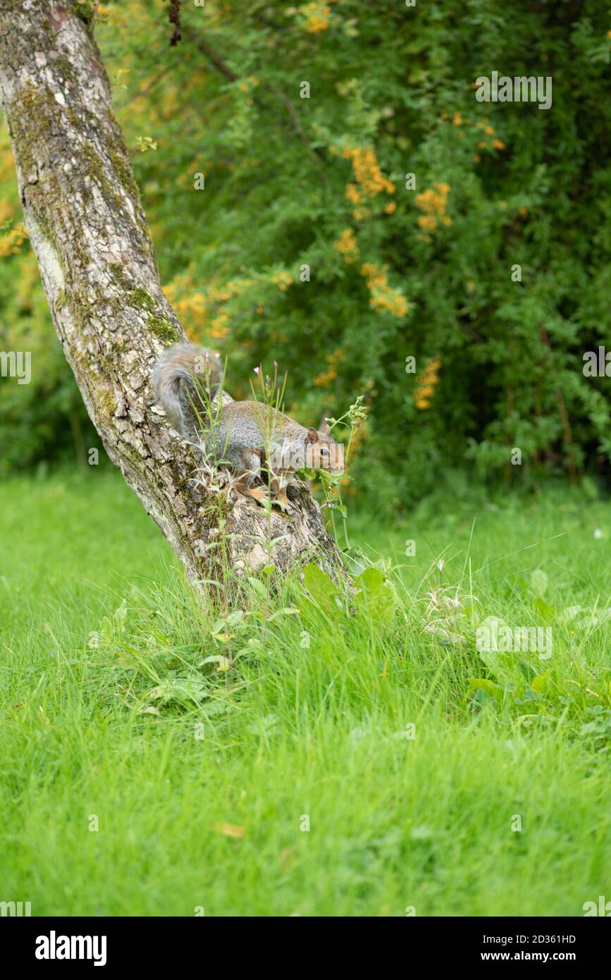 Grey Squirrel on the green grass in the park, Ireland Stock Photo