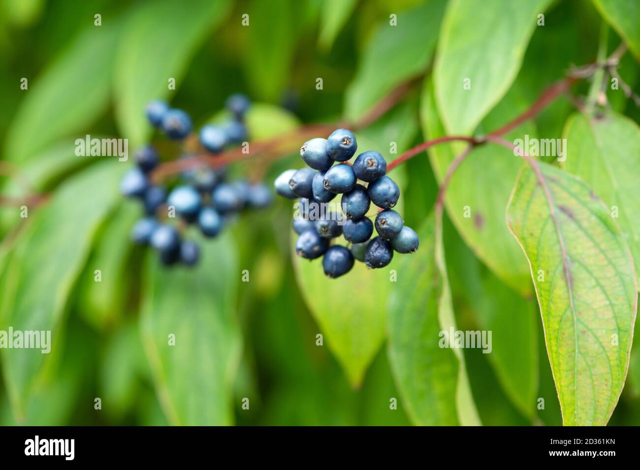 Branch of shrub with blue berries amongst green foliage. Stock Photo