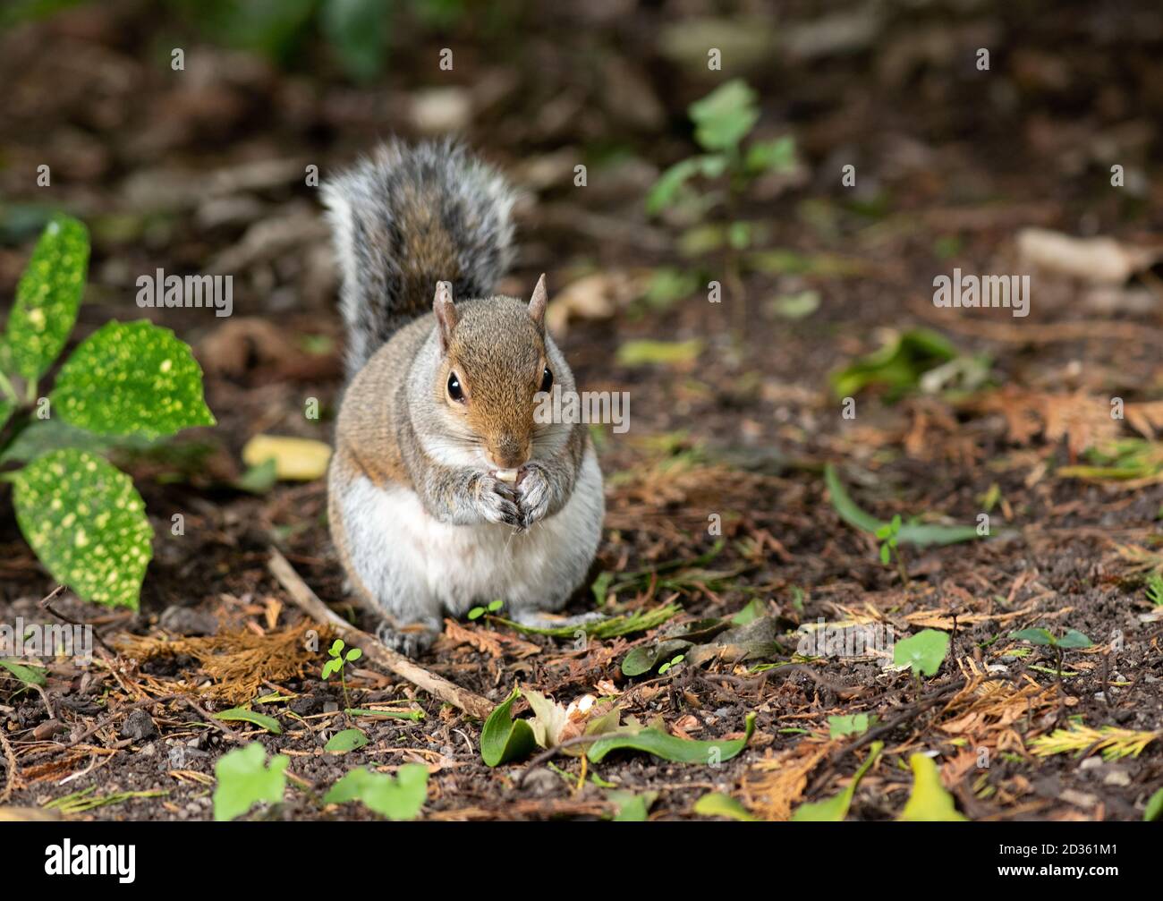 Grey Squirrel (Sciurus carolinensis) in the park, Ireland Stock Photo