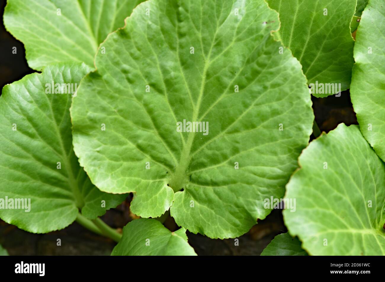 Flora plant nature close up hi-res stock photography and images - Alamy
