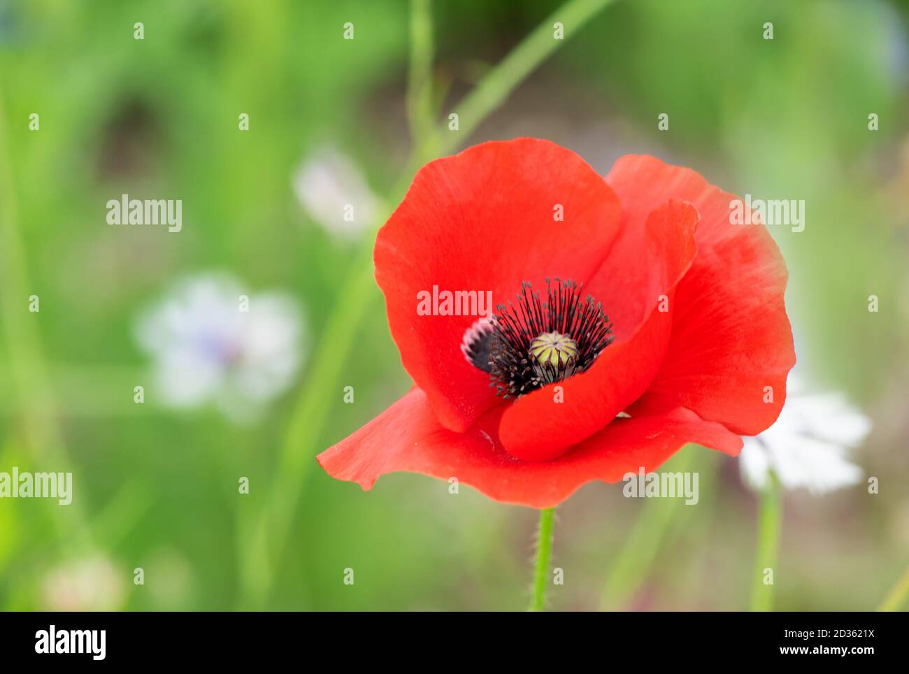 Red Poppy ( Common). Classic red flower of roadsides and cornfields Stock Photo