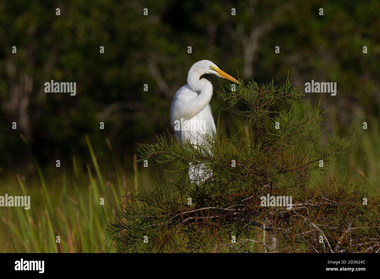 Great Egret in Everglades National Park near Homestead Florida. Ardea alba, symbol of the National Audubon Society. Stock Photo
