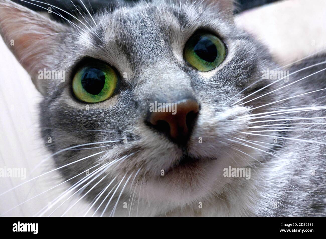 Big cat face with green eyes. Funny gray cat looks at the camera in  surprise. Portrait of a pet close-up, macro photo Stock Photo - Alamy