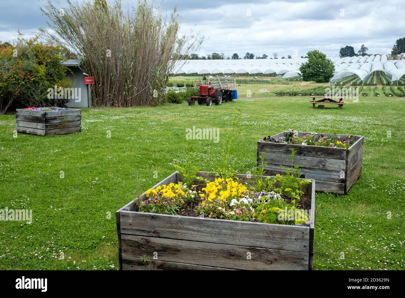 Simple beautiful flower pots greet visitors at strawberry farm Stock Photo