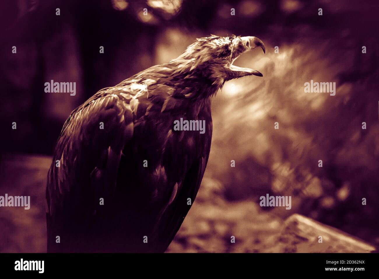 Flashy black eagle, the ominous mystical concept. Bird terrify, the  foreboding. Animal from a horror movie. Night fear and phobia of birds,  concept. A Stock Photo - Alamy
