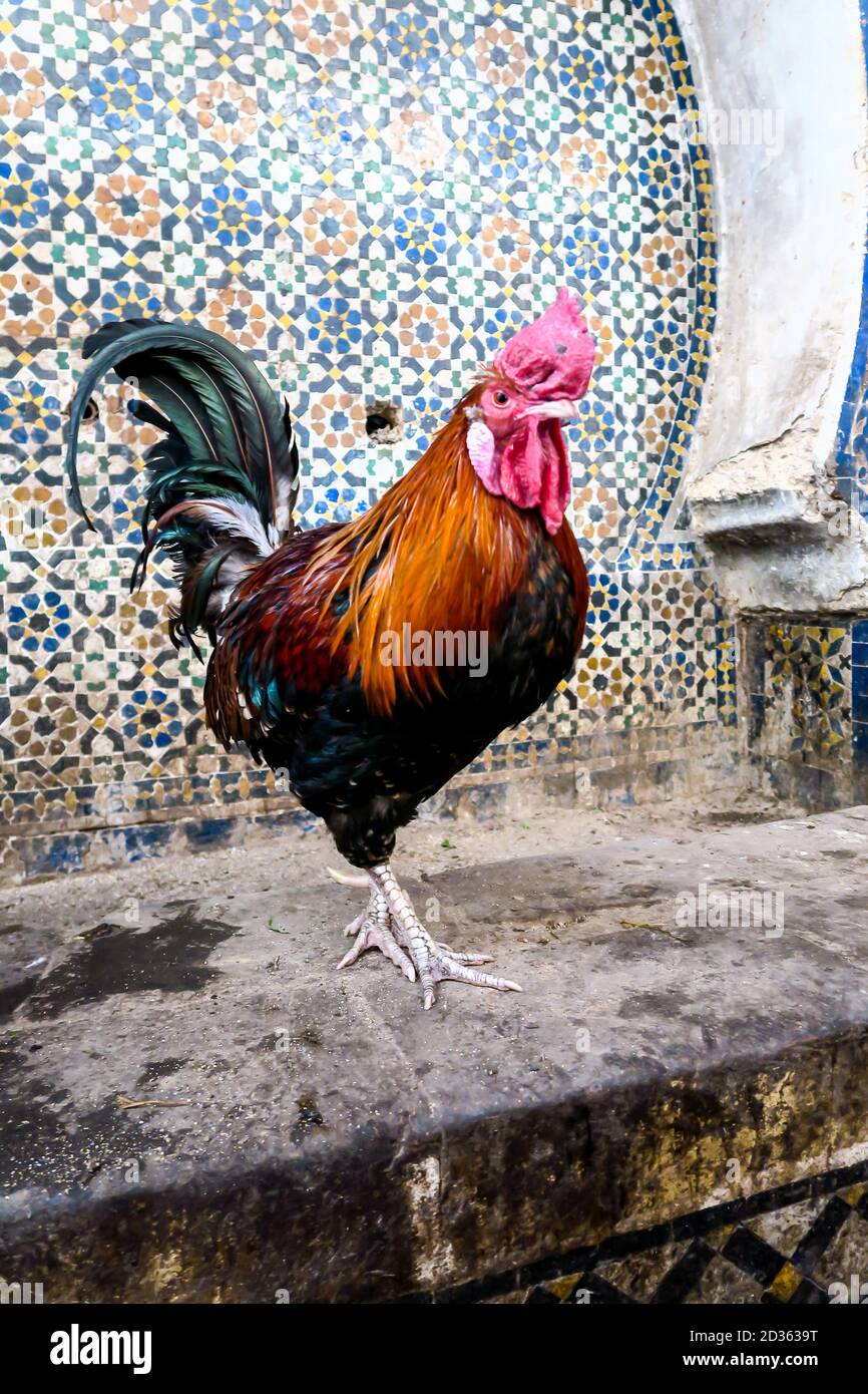 rooster on farm, photo as background Stock Photo Alamy