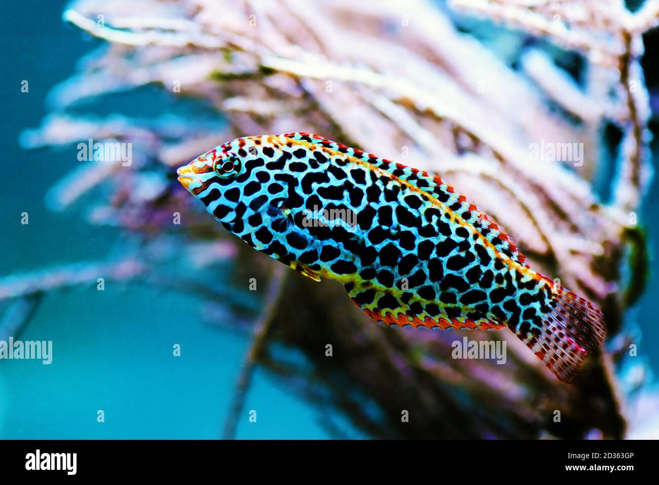 Leopard wrasse fish in coral reef aquarium tank Stock Photo
