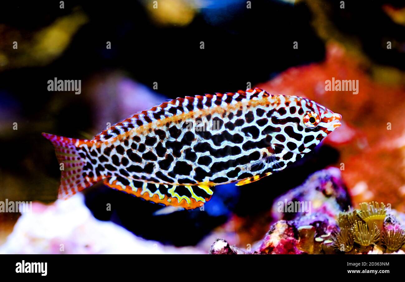 Leopard wrasse fish in coral reef aquarium tank Stock Photo