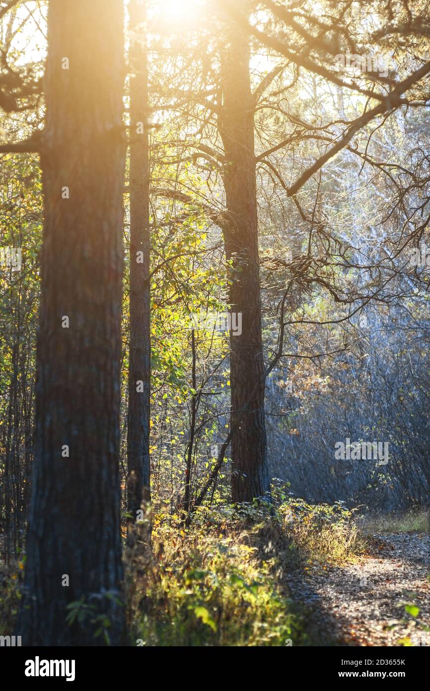 Sun rays through the branches of trees in the forest. Stock Photo