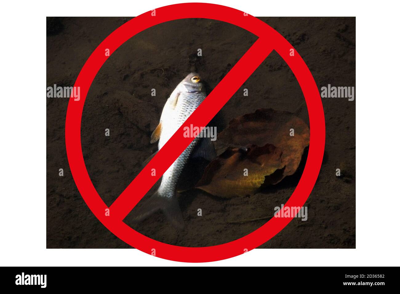 Death of fish in lake due to environmental disaster. Prohibition sign is a red crossed circle