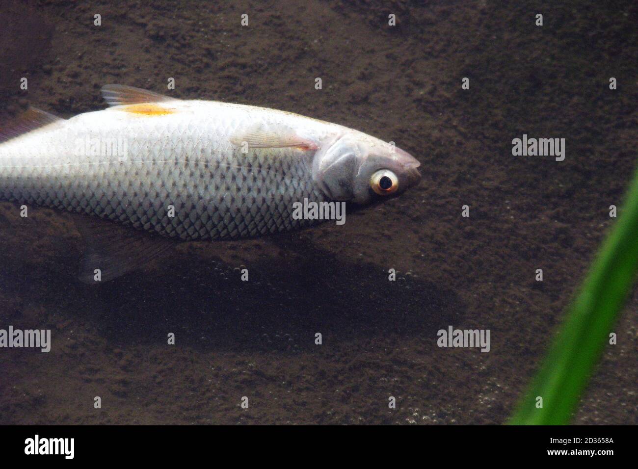 Dead fish in the river because water pollution. Fish dies in dirty water. Environmental