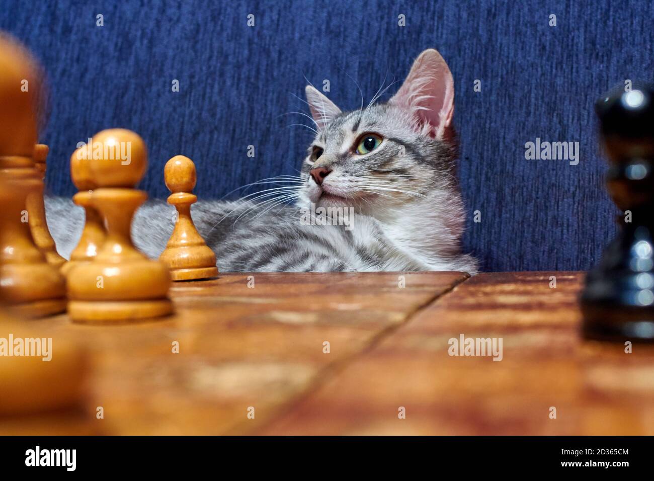 Cat board game hi-res stock photography and images - Alamy