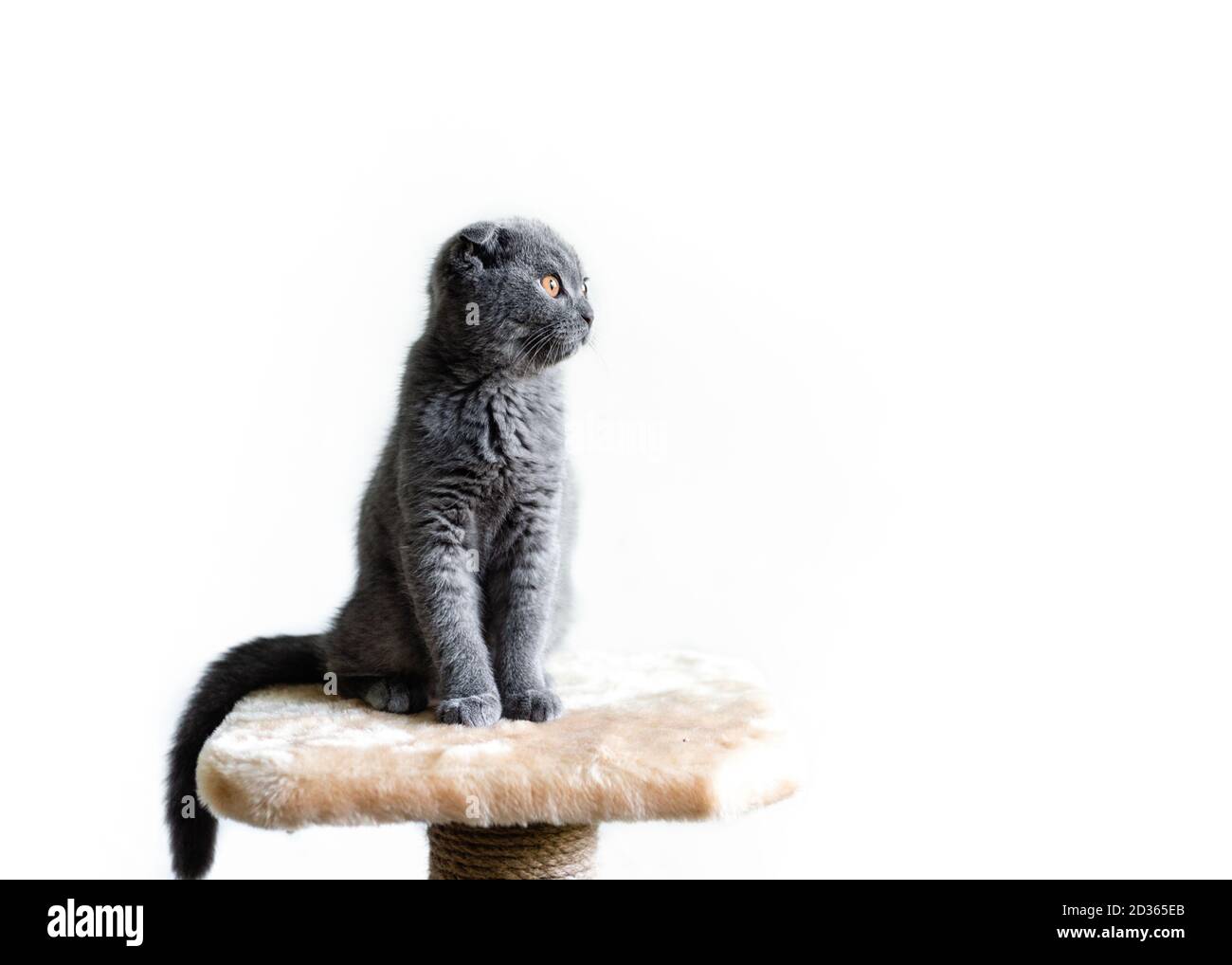 Gray Scottish Fold kitten on a white background Stock Photo