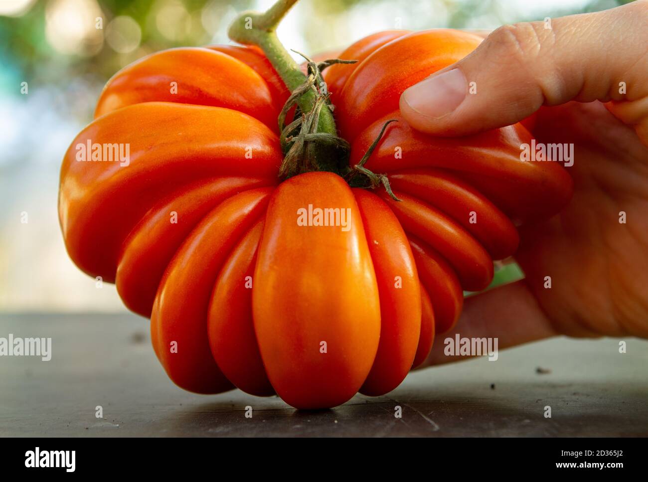 Fresh ripe ribbed heirloom tomato (beefsteaktype or slicer) with sepal