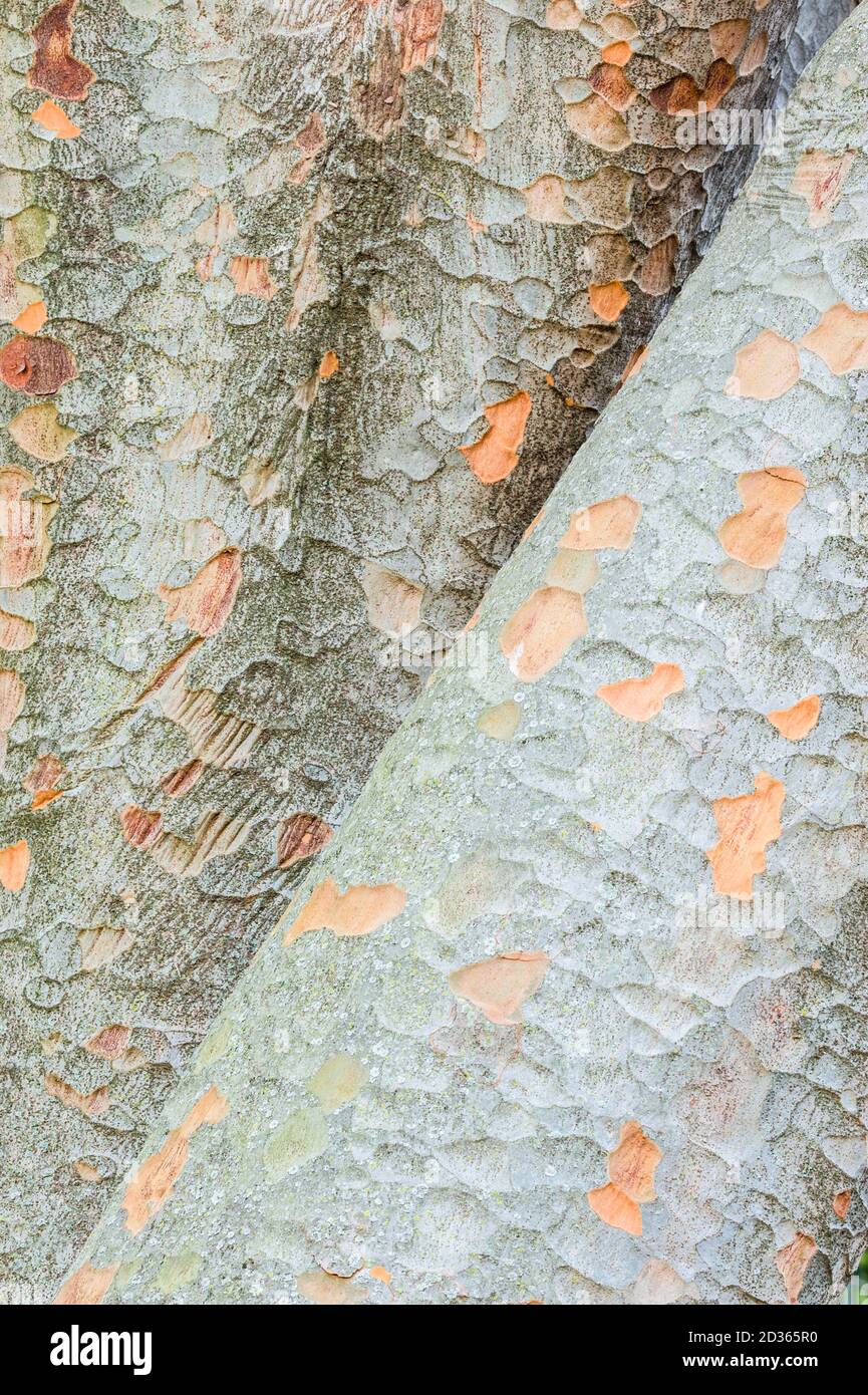Detail of Zelkova tree trunks with colorful bark Stock Photo Alamy