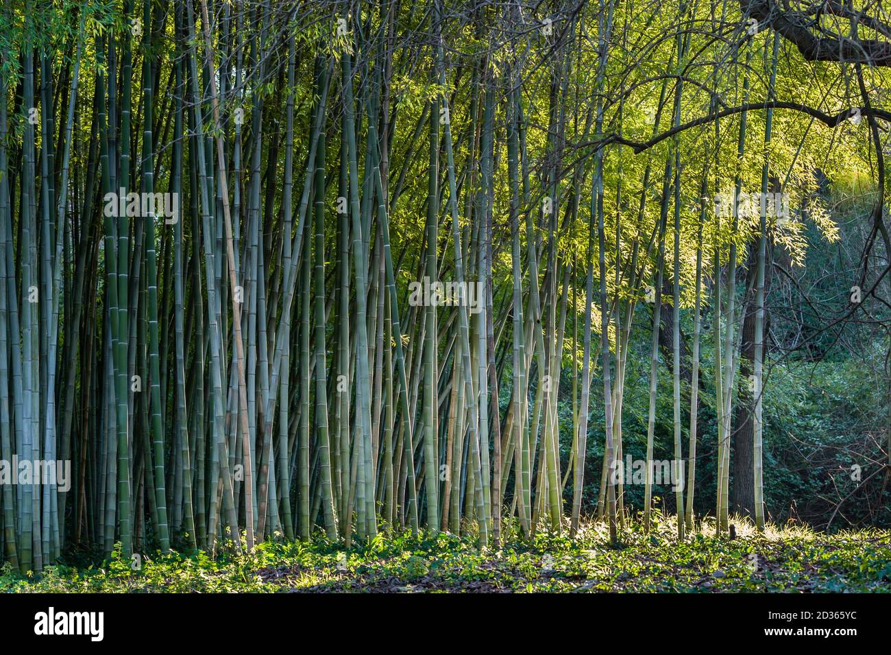 Bamboo forest edge with lateral sun light Stock Photo