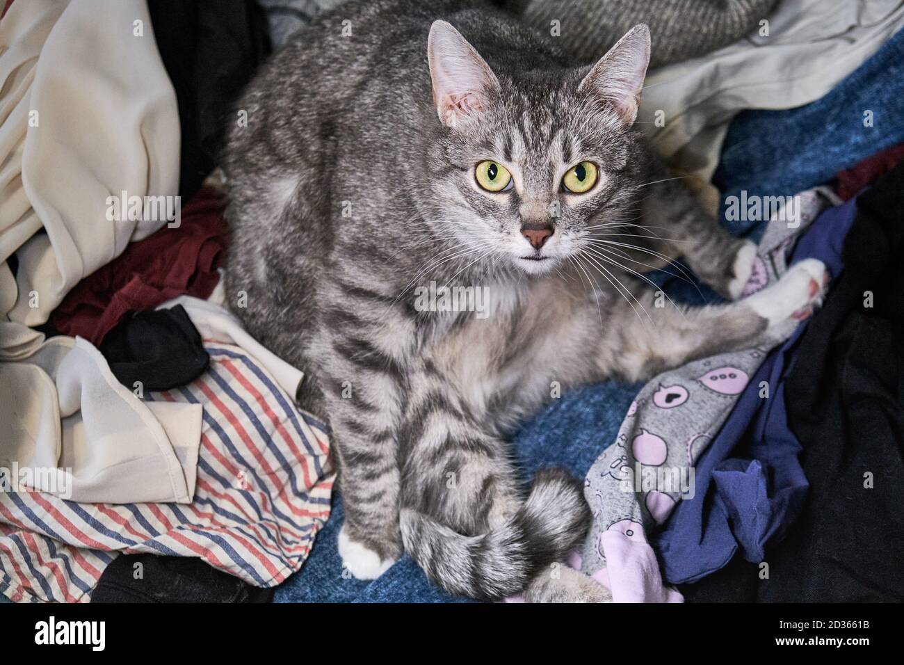 Cat sitting on top of clothes. Pet and a mountain of things on the