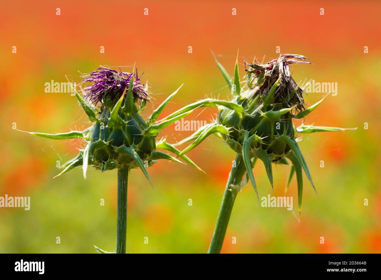 Carduus flower buds on poppy field background Stock Photo