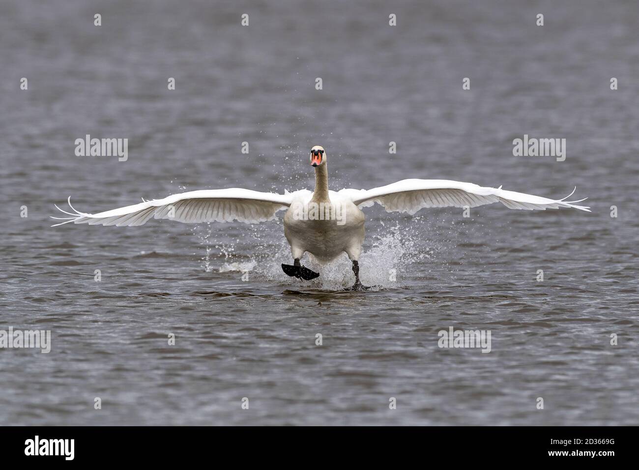 landing of white mute swan on the river Stock Photo Alamy
