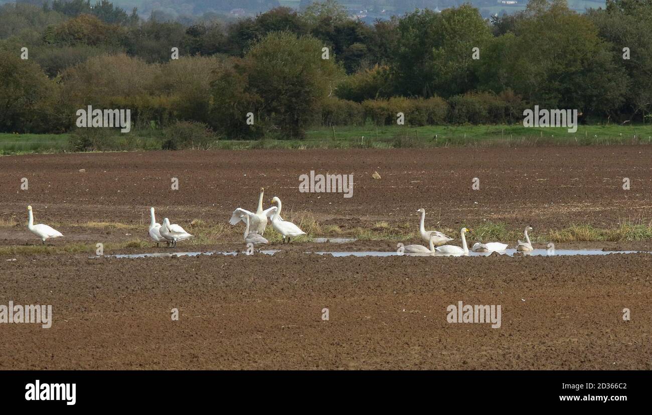 Moira, County Down, Northern Ireland. 07 Oct 2020. UK weather - a tranquil day with milder air over Northern Ireland. Sunny spellls will give way to increased cloud and rain this evening. Whooper swans have returned to the area to over-winter, adults and young birds resting and feeding in a ploughed field. Credit: CAZIMB/Alamy Live News. Stock Photo