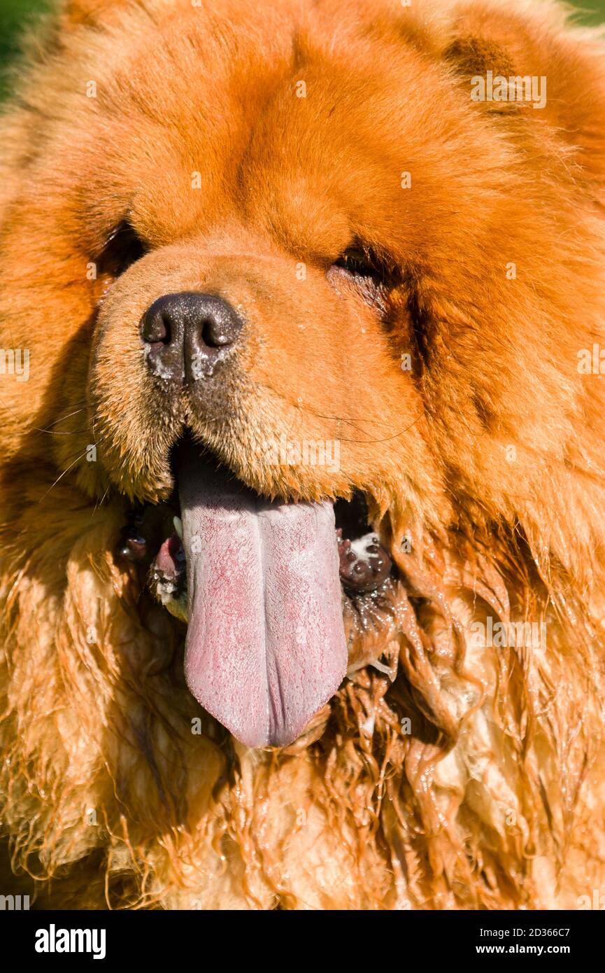 Chow Chow dog portrait with tongue out Stock Photo - Alamy