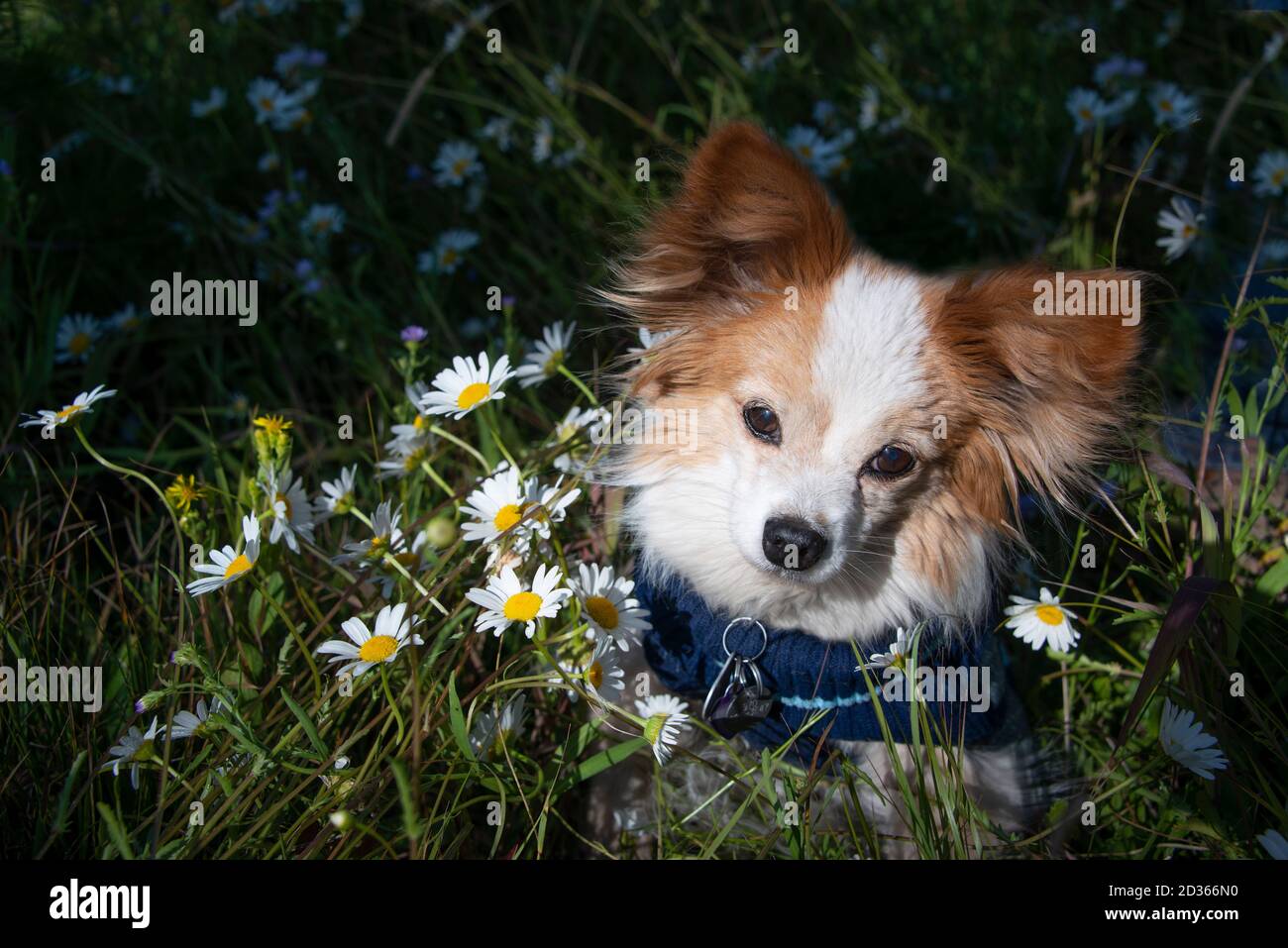 Papillon dog is a small intelligent toy dog spaniel breed known for the long hair on their ears or butterfly ears and plume tail Stock Photo