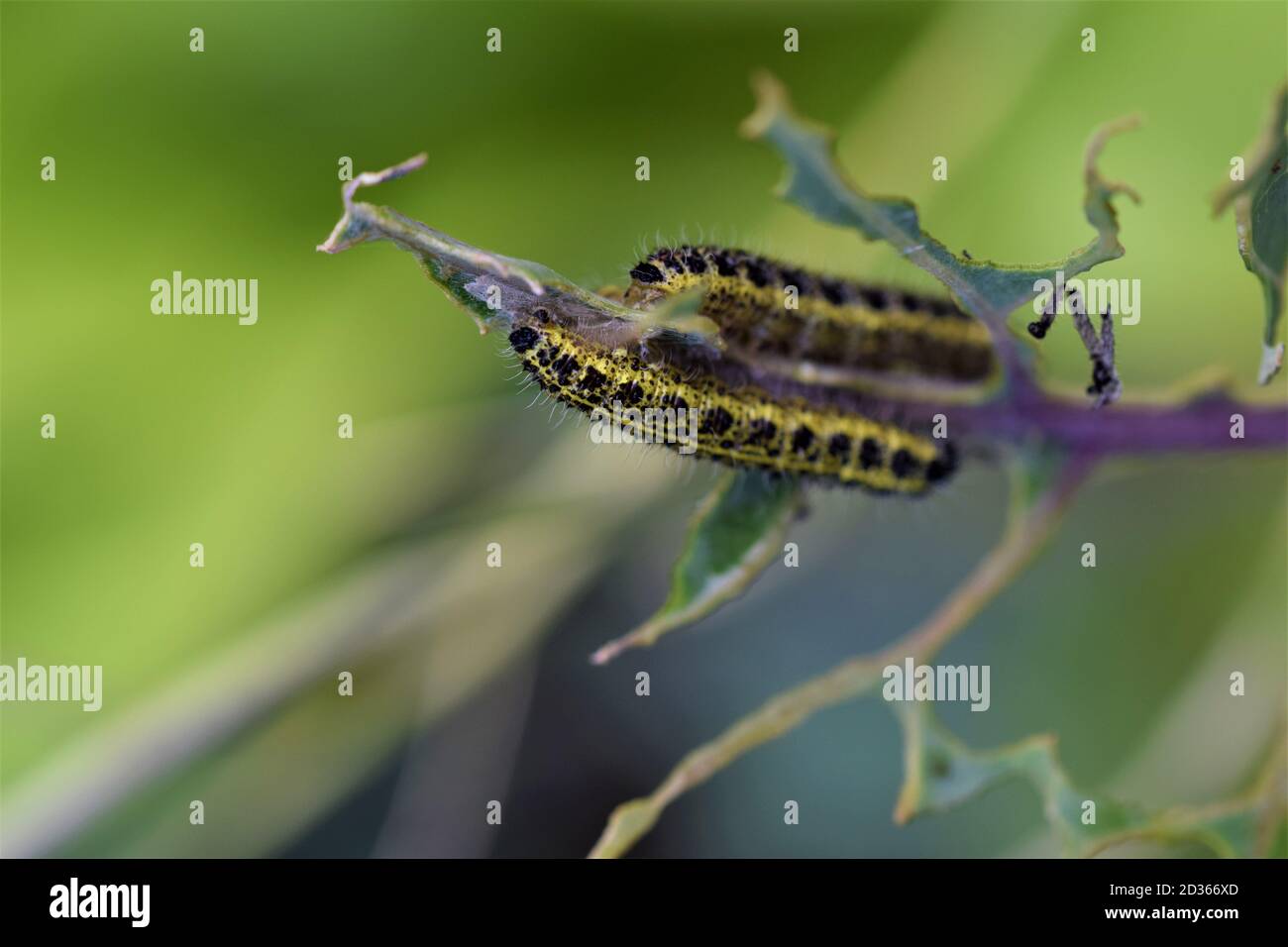 Cabbage caterpillars on a green cabbage leaf Stock Photo