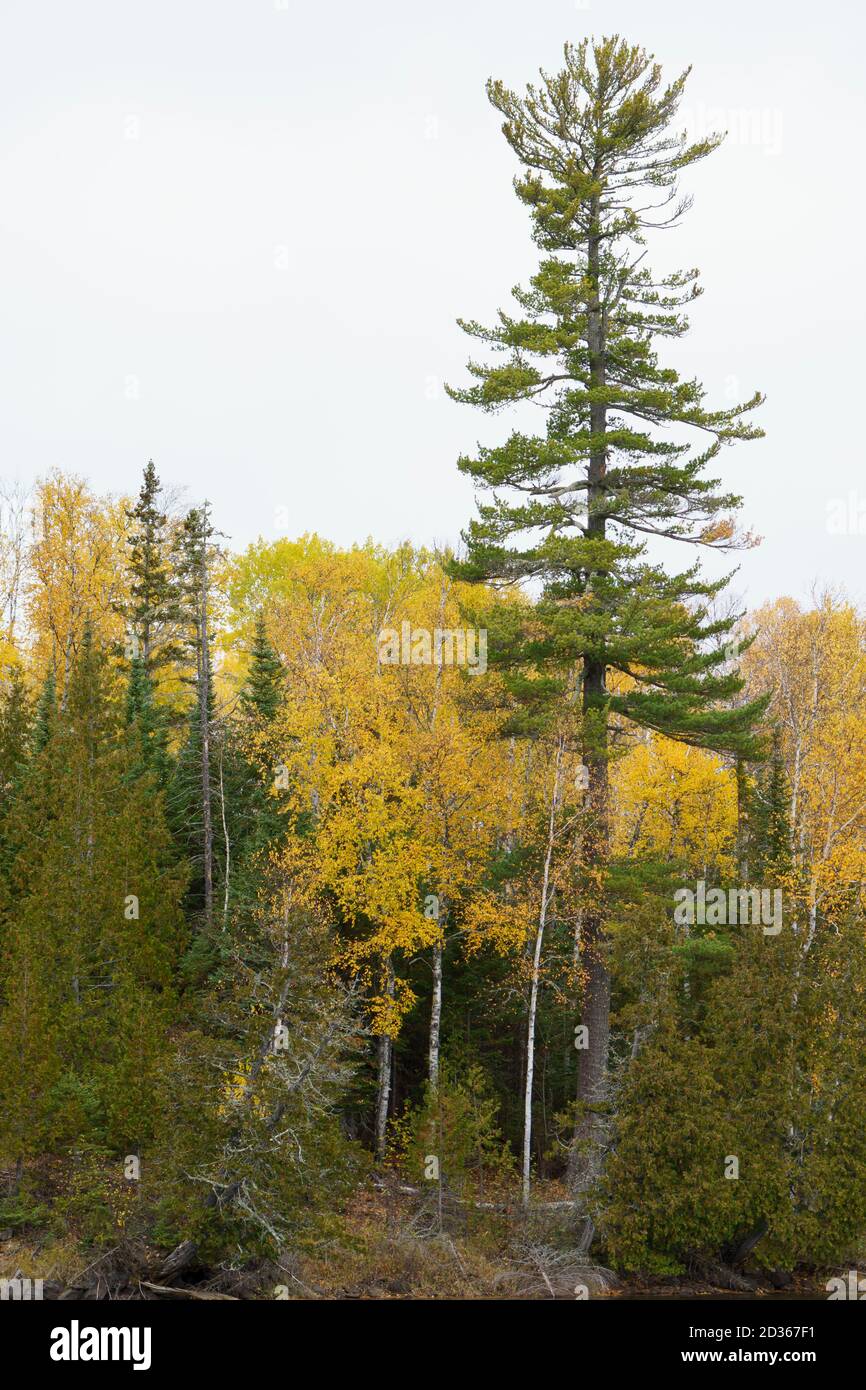 A mature eastern white pine (pinus strobus) tree in the Superior