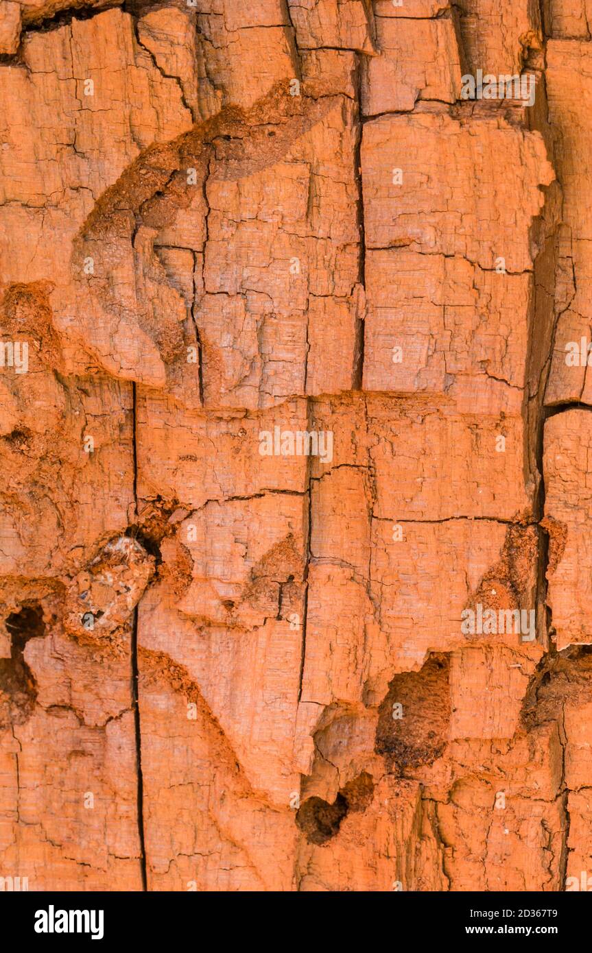 Detail of a broken tree trunk with bark resembling a rock wall Stock