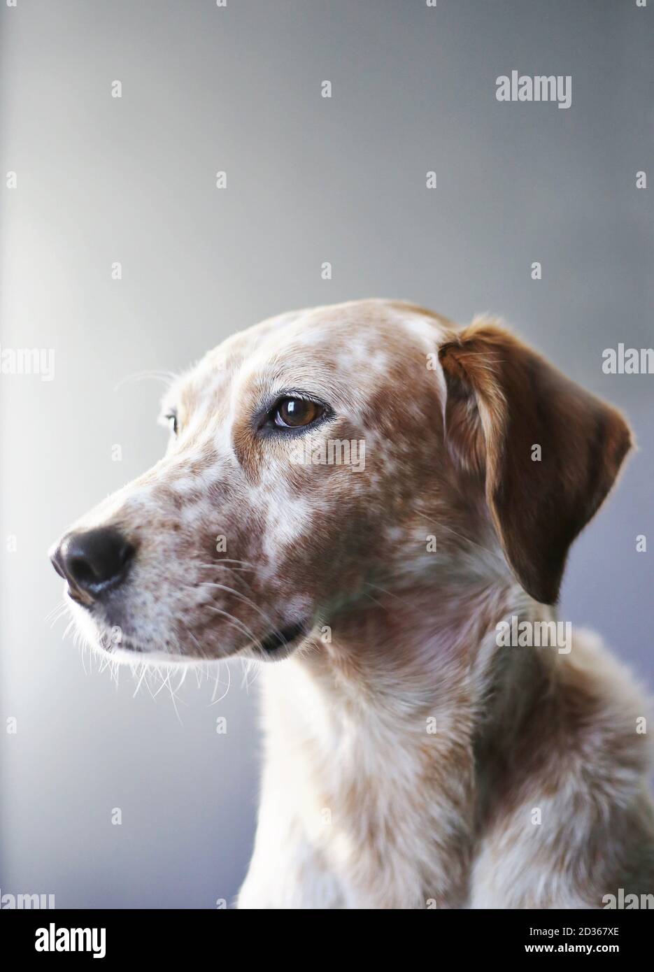 Portrait of a speckled dog. Stock Photo