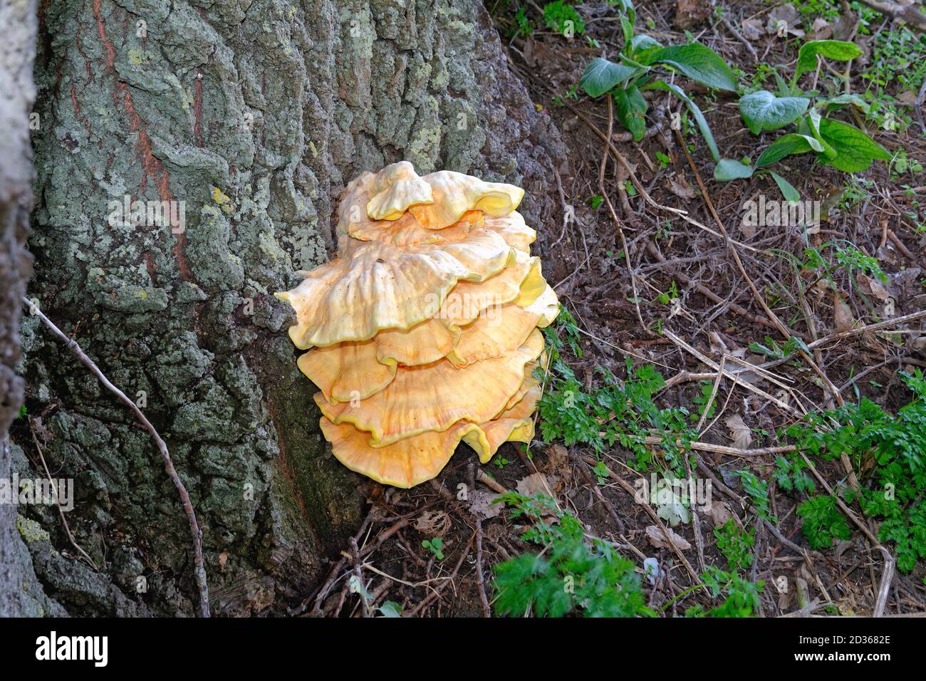Large yellow fungi hires stock photography and images Alamy