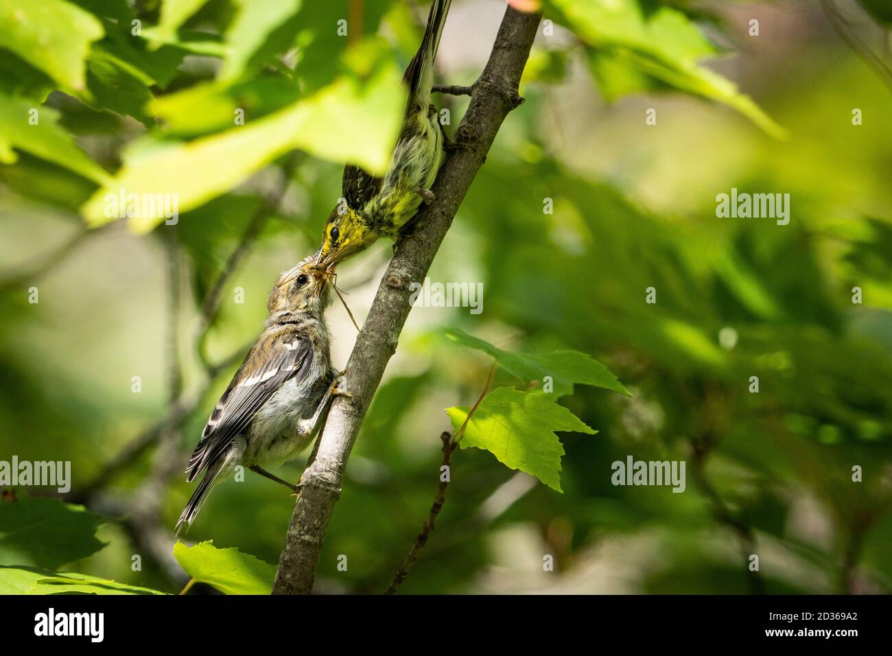 Female Black-throated Green Warbler feeding her offspring with insects. Stock Photo