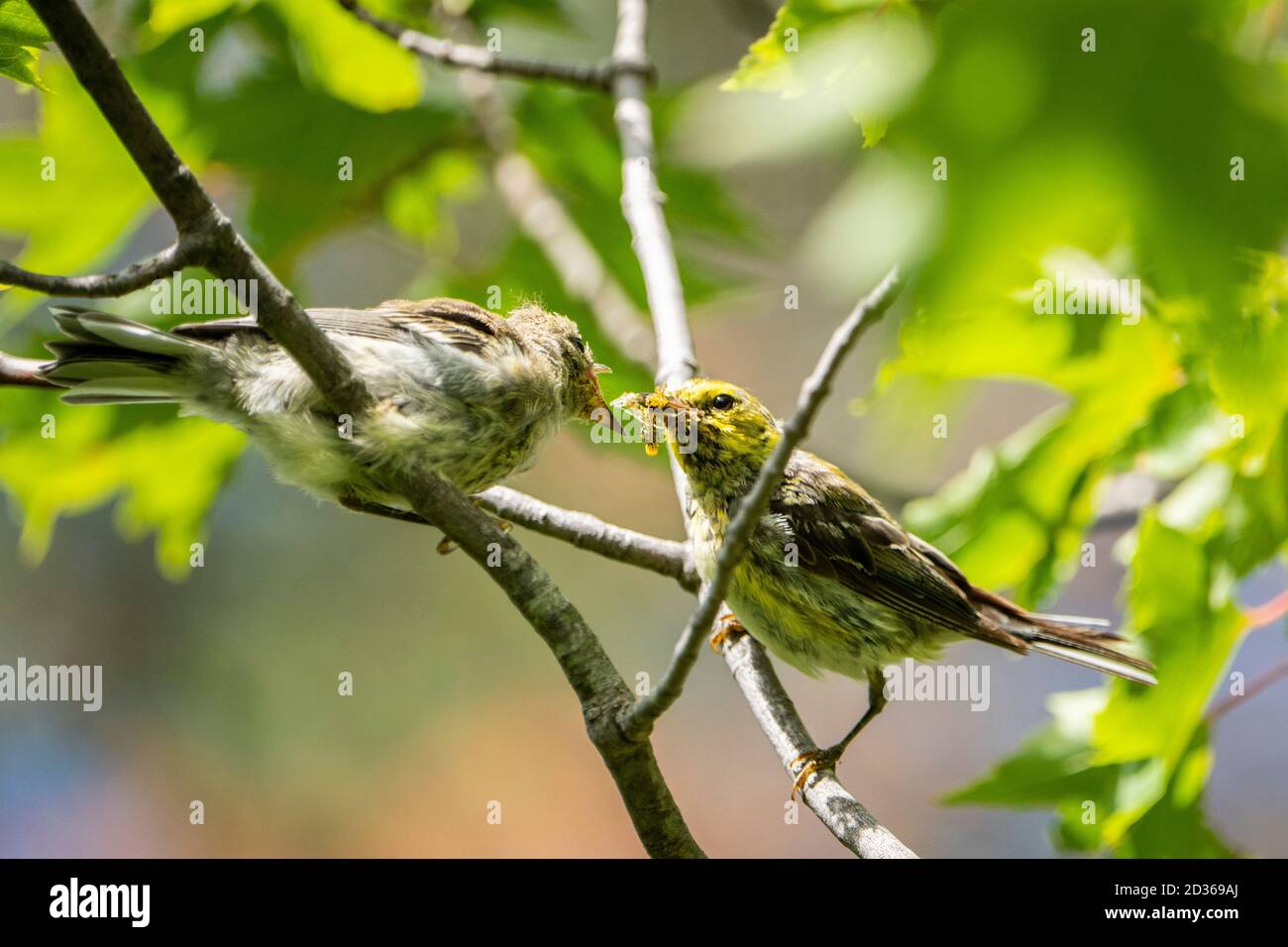 Female Black-throated Green Warbler feeding her offspring with insects. Stock Photo