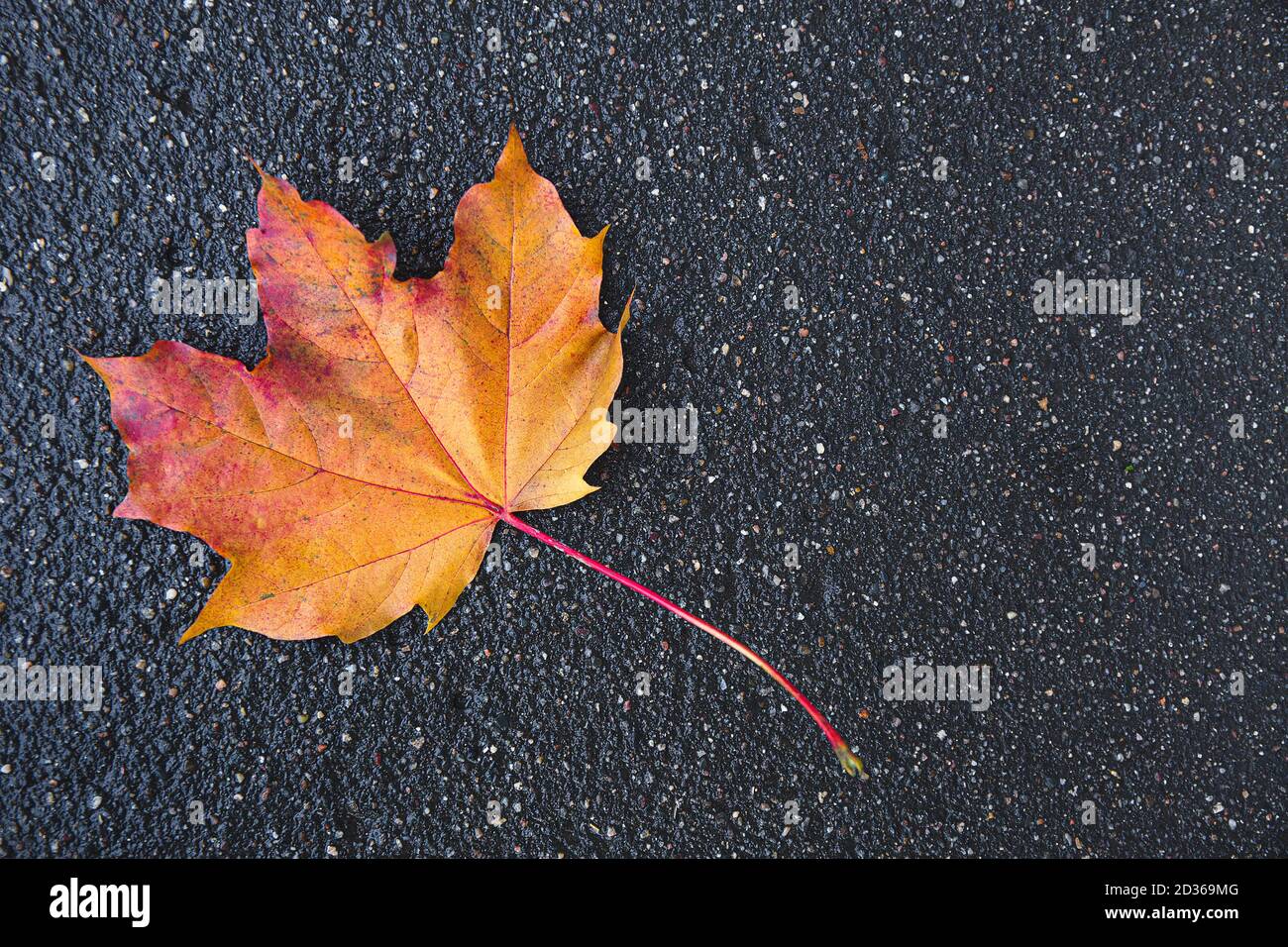 Colorful orange and yellow maple leaf on wet rainy asphalt. Close-up. Empty field, place for text. Autumn composition. Colors of autumn. Stock Photo