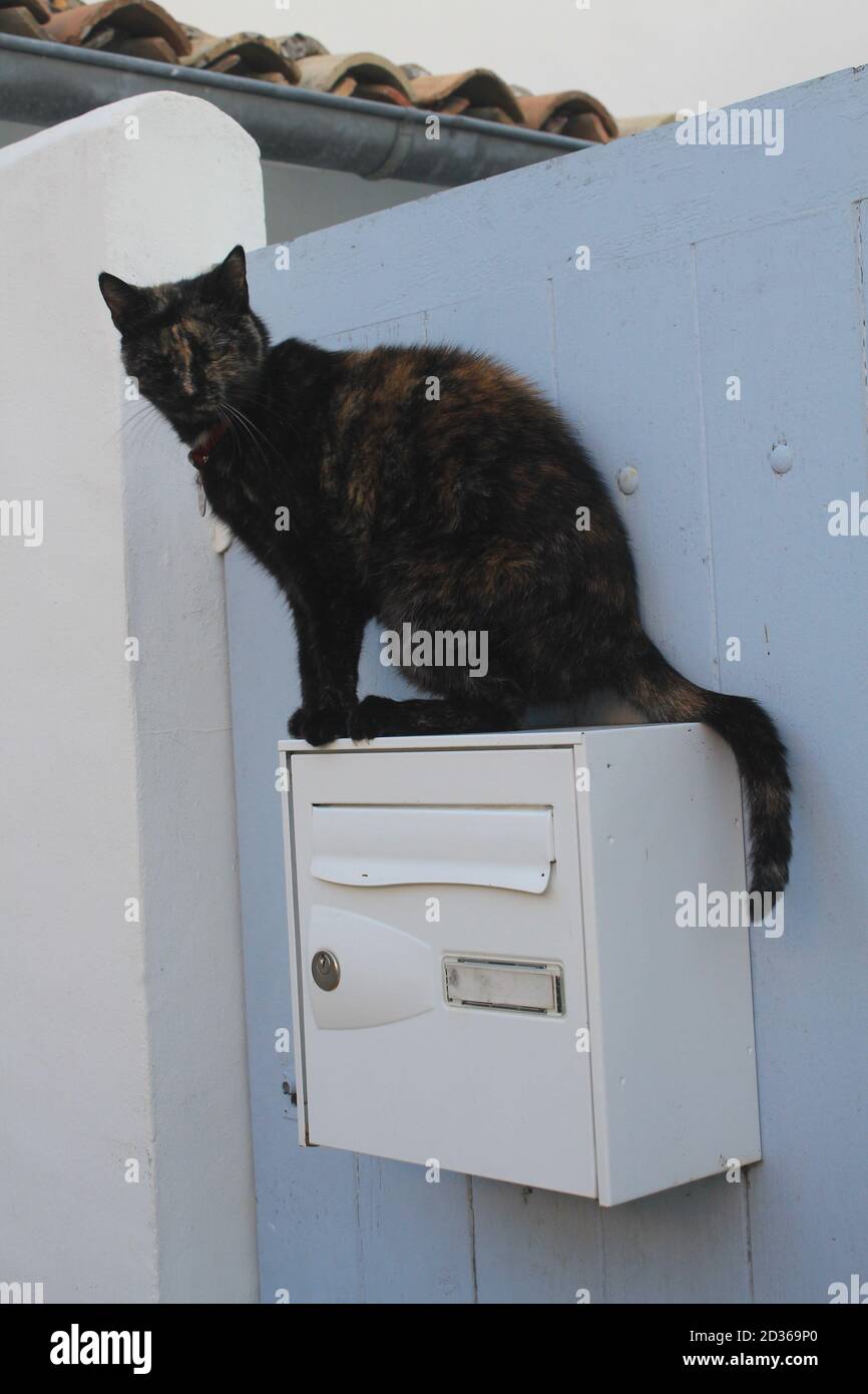 Chat Sur Une Boite Aux Lettres Les Portes En Re Stock Photo Alamy Chat Sur Une Boite Aux Lettres Les Portes En Re Stock Photo Alamy