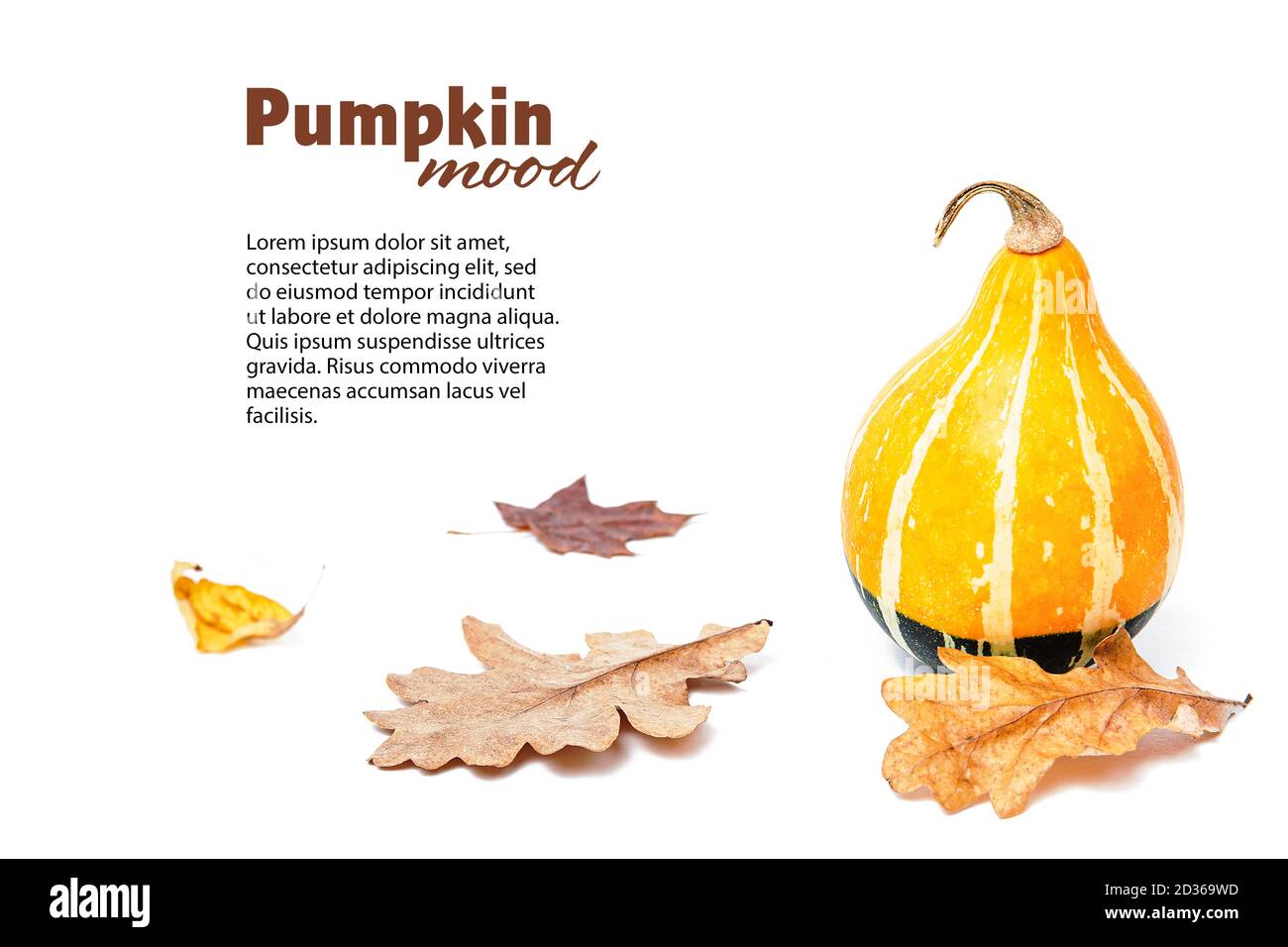 Autumn composition, layout with pumpkin and dried autumn leaves, oak and maple leaves. Pear-shaped Kleine Bicolor pumpkins. Isolated white background. Stock Photo