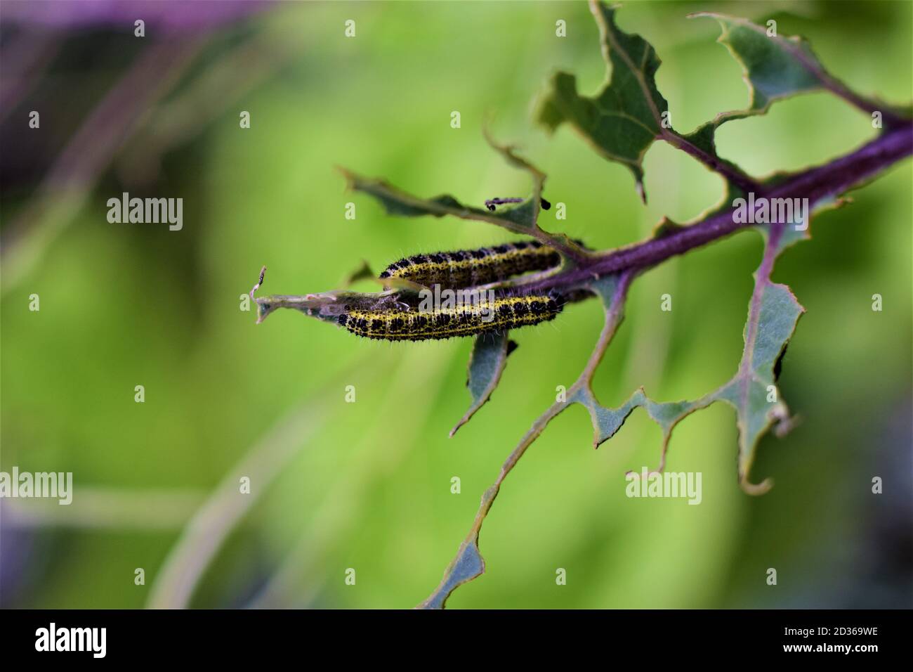Cabbage caterpillars on a green eaten cabbage leaf Stock Photo Alamy
