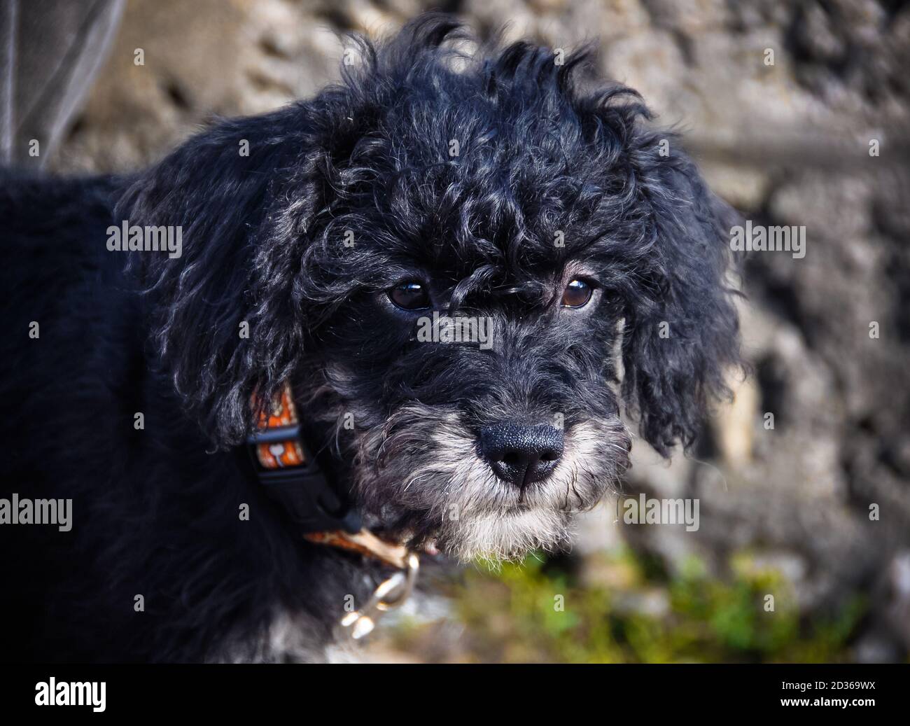 black curly poodle