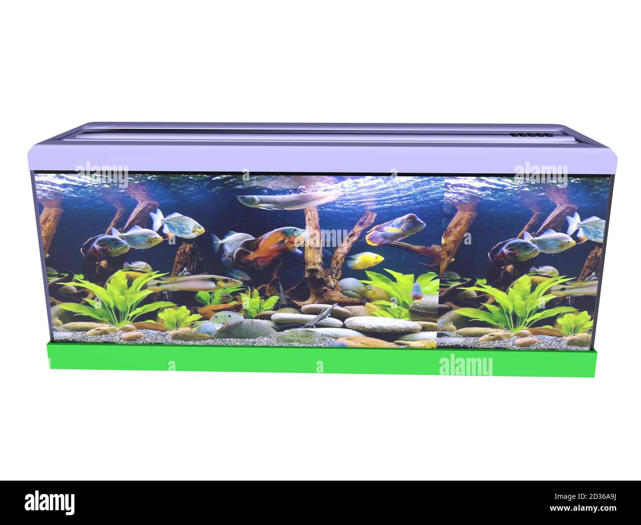 colorful aquarium with aquatic plants and fish Stock Photo Alamy