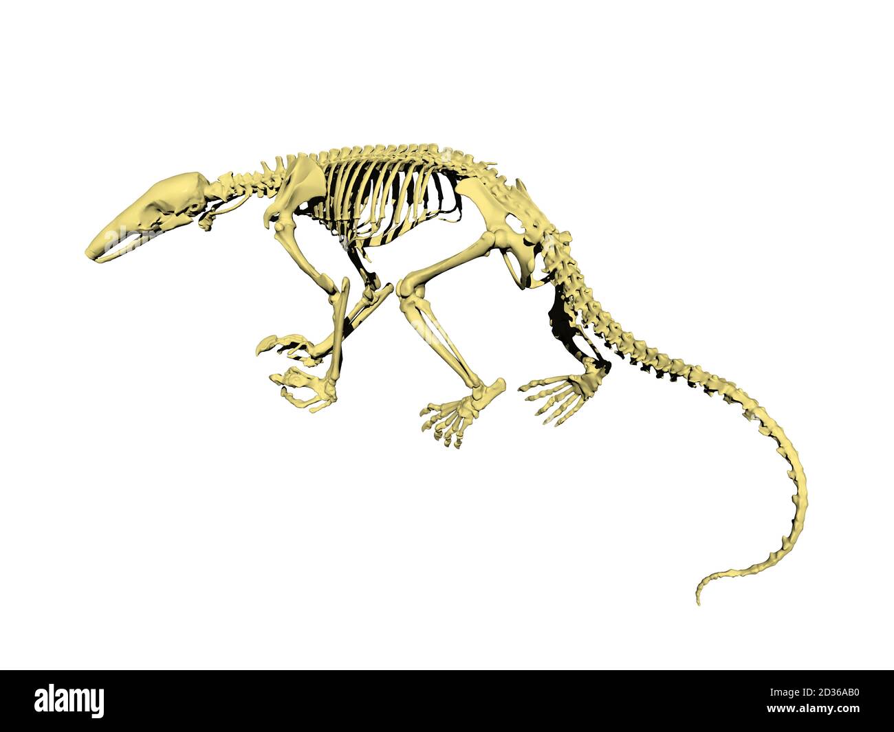 sketlet-hi-res-stock-photography-and-images-alamy