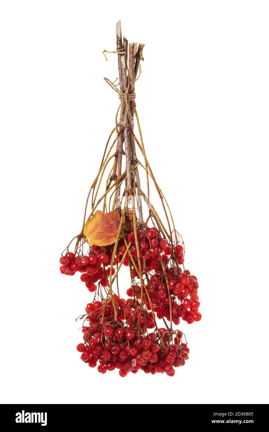 Branch of ripe viburnum isolated on a white background. Red forest ...
