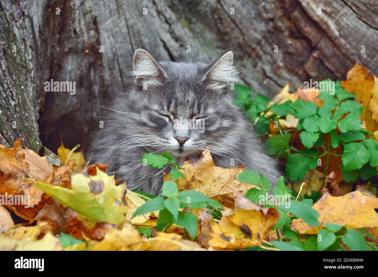 Cute gray cat sitting in fallen dry leaves Stock Photo - Alamy