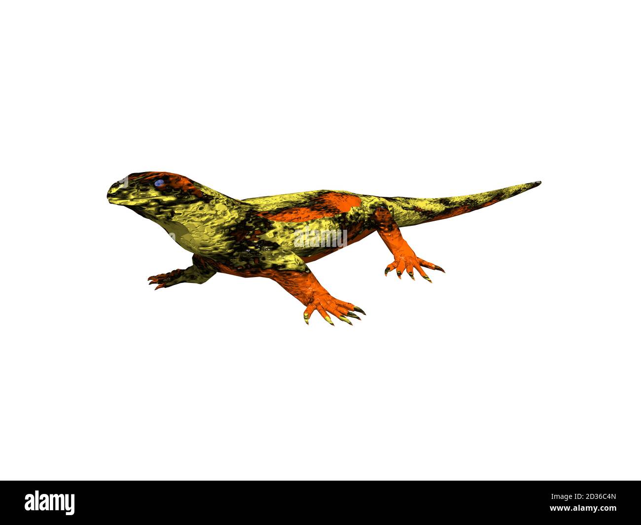 colorful pied lizard runs around Stock Photo Alamy