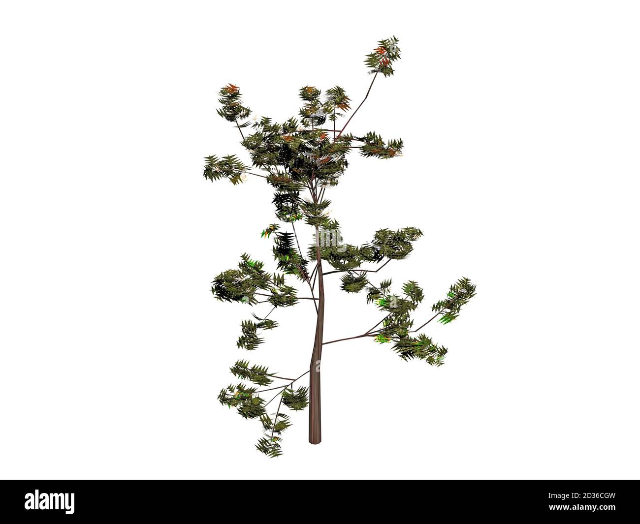 tall trees with lush foliage Stock Photo Alamy