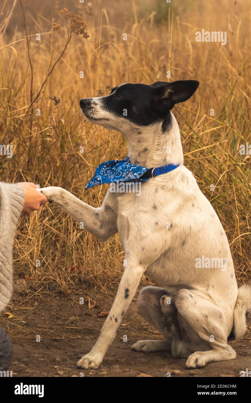 Man greets the dog with a handshake, funny meme photo Stock Photo Alamy