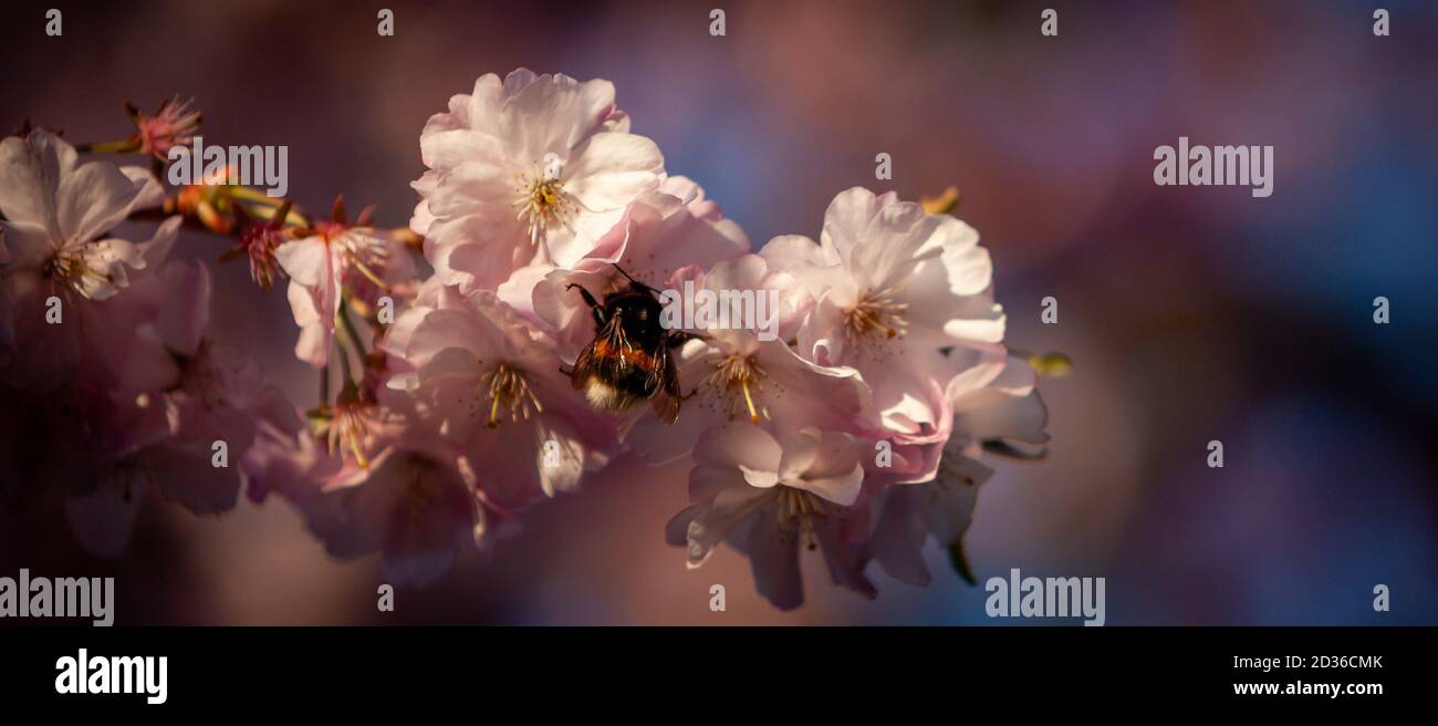 TallantImages Flower, Flowers Altona Stock Photo Alamy