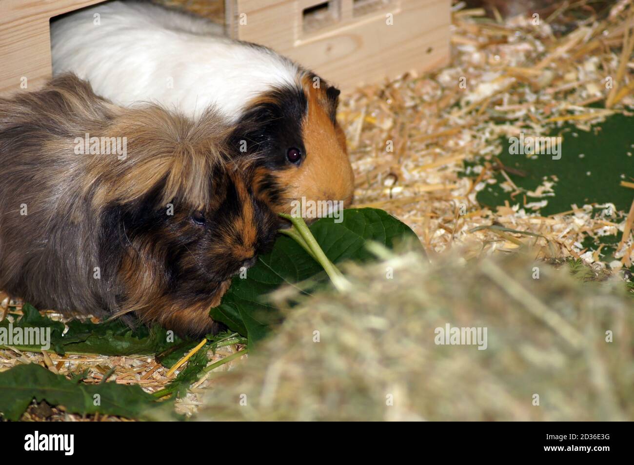 can guinea pigs eat dandelion leaves