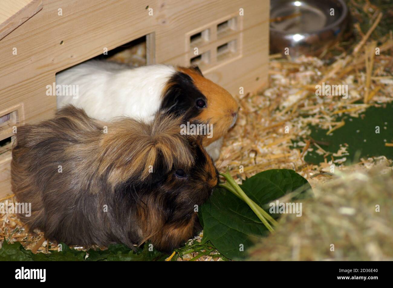 can guinea pigs eat dandelion leaves