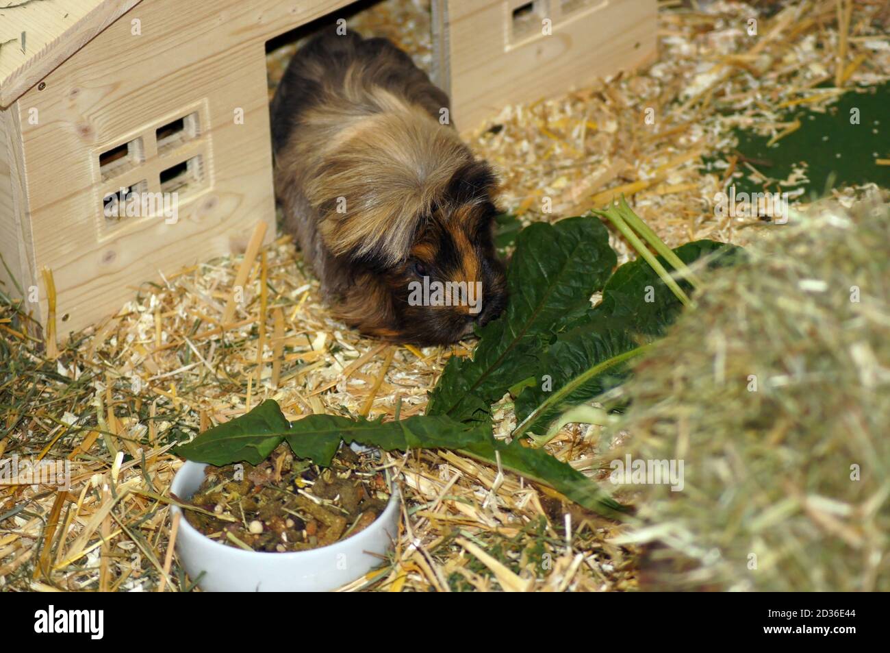 guinea pig dandelion greens