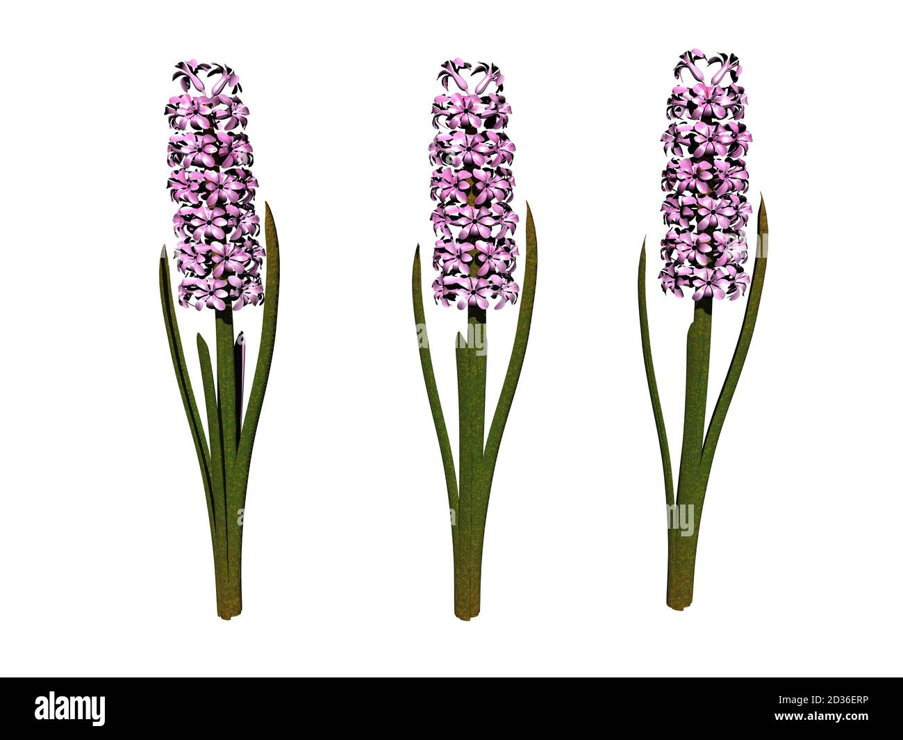 Hyacinths with purple flowers Stock Photo - Alamy